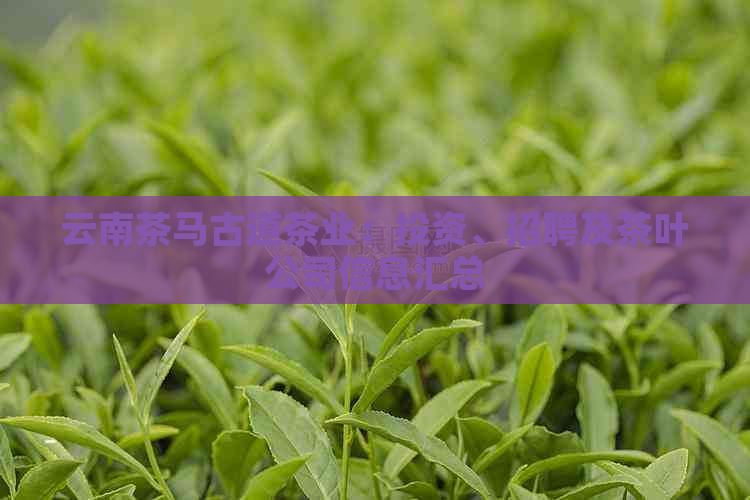 云南茶马古道茶业：投资、招聘及茶叶公司信息汇总