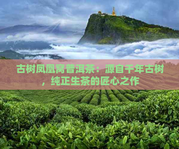 古树凤凰窝普洱茶：源自千年古树，纯正生茶的匠心之作