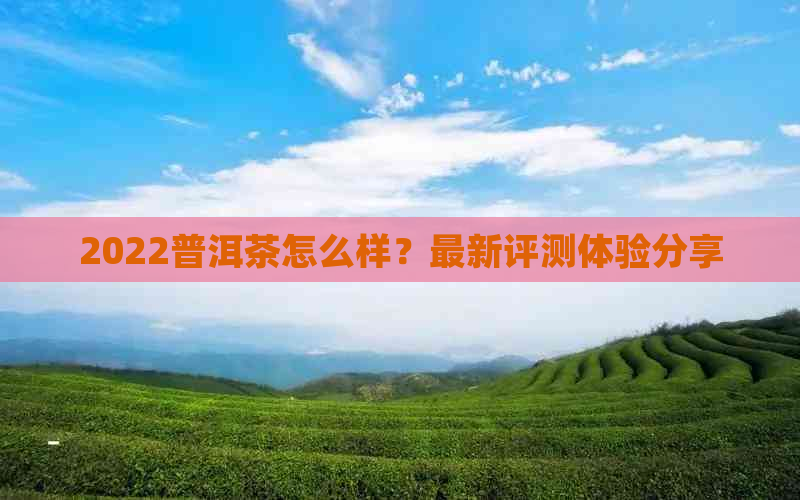 2022普洱茶怎么样？最新评测体验分享