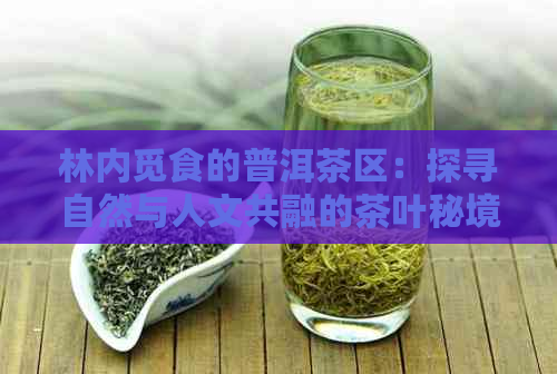 林内觅食的普洱茶区：探寻自然与人文共融的茶叶秘境