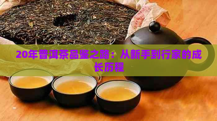 20年普洱茶品鉴之路：从新手到行家的成长历程