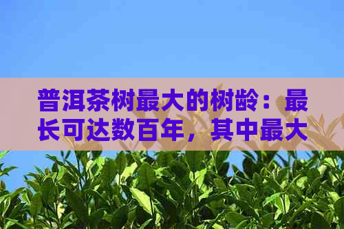 普洱茶树更大的树龄：最长可达数百年，其中更大的一棵位于哪里？