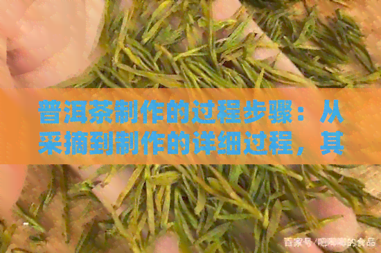 普洱茶制作的过程步骤：从采摘到制作的详细过程，其中包括加糖等关键步骤。