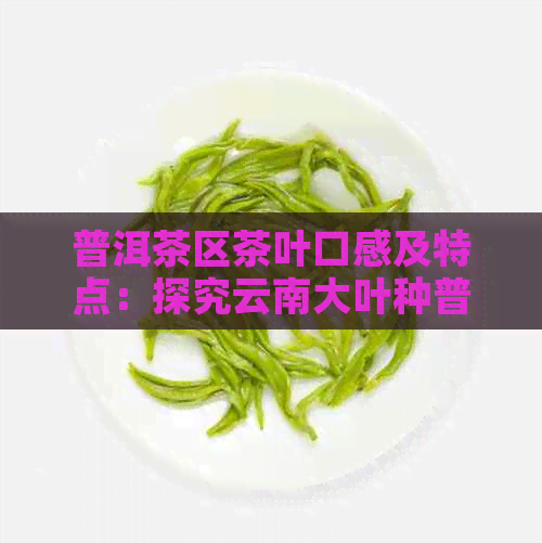 普洱茶区茶叶口感及特点：探究云南大叶种普洱茶的风味与特征