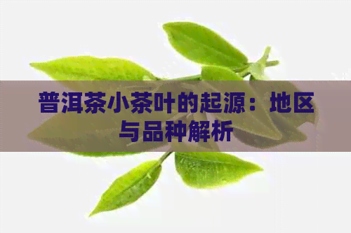 普洱茶小茶叶的起源：地区与品种解析