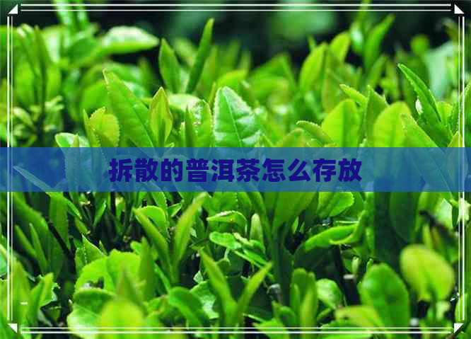 拆散的普洱茶怎么存放