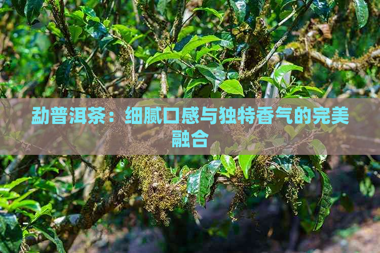 勐普洱茶：细腻口感与独特香气的完美融合