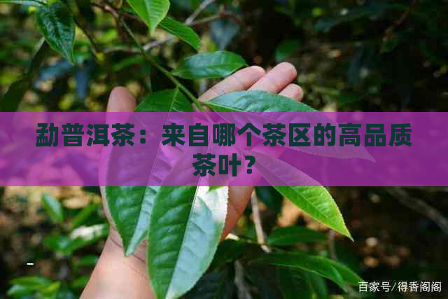 勐普洱茶：来自哪个茶区的高品质茶叶？