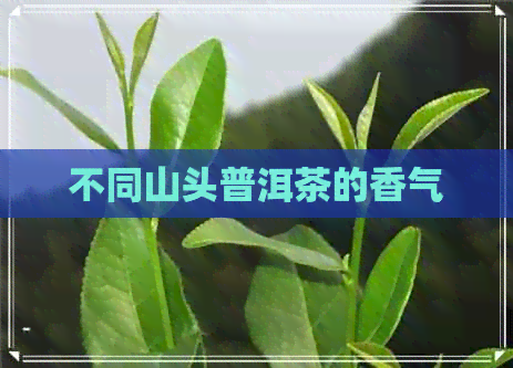 不同山头普洱茶的香气