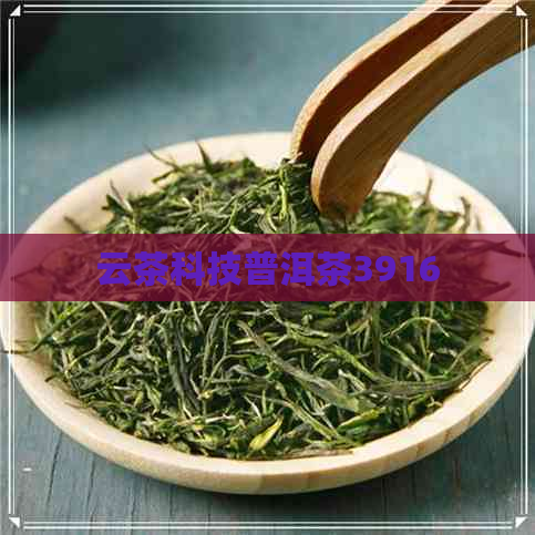 云茶科技普洱茶3916