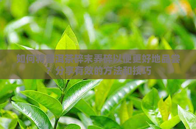 如何将普洱茶碎末弄碎以便更好地品尝？分享有效的方法和技巧