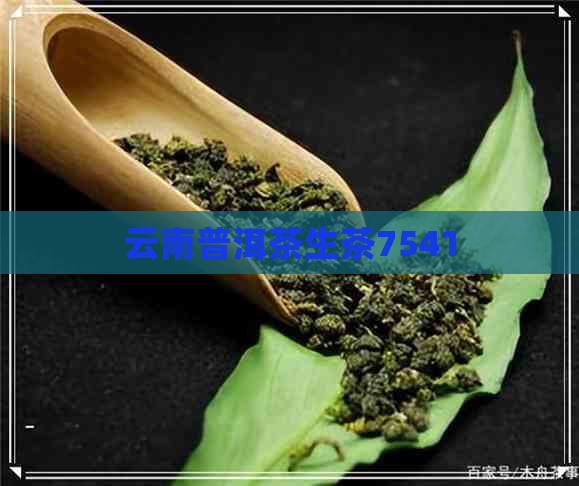 云南普洱茶生茶7541