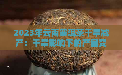 2023年云南普洱茶干旱减产：干旱影响下的产量变化