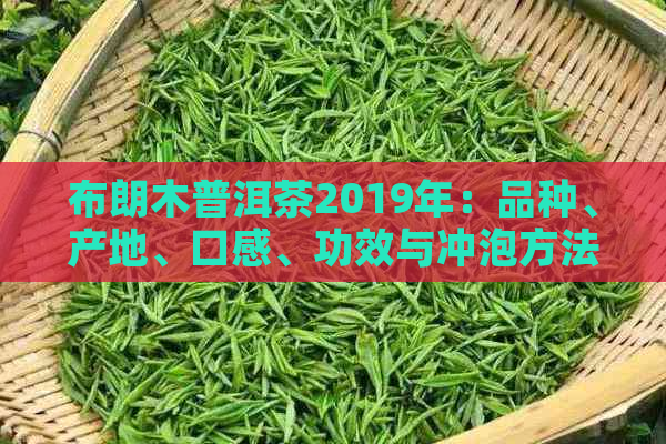 布朗木普洱茶2019年：品种、产地、口感、功效与冲泡方法详解