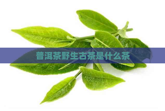 普洱茶野生古茶是什么茶