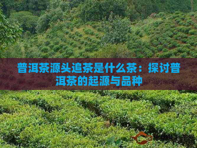 普洱茶源头追茶是什么茶：探讨普洱茶的起源与品种