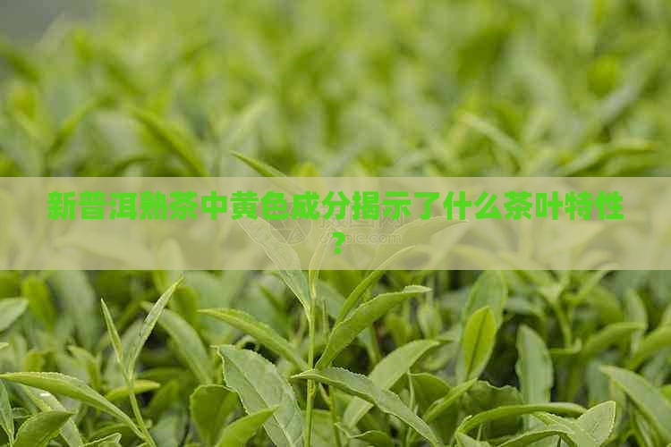 新普洱熟茶中黄色成分揭示了什么茶叶特性？