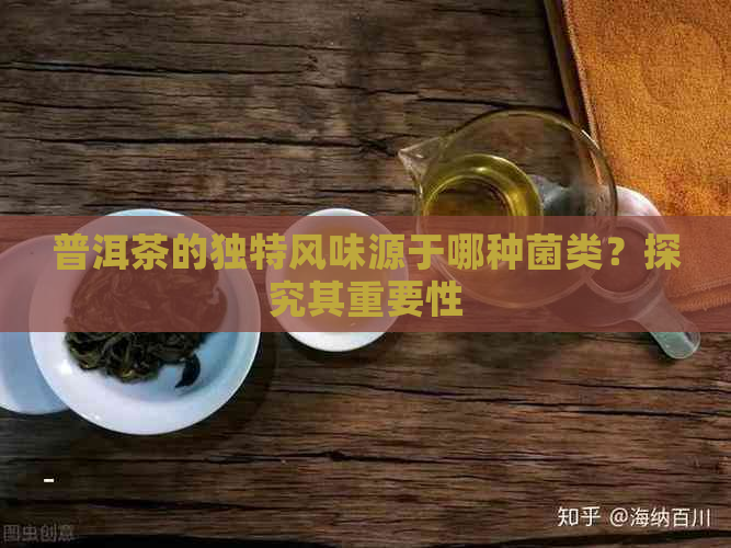 普洱茶的独特风味源于哪种菌类？探究其重要性