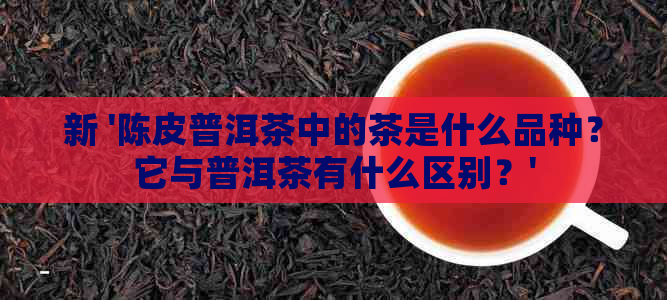 新 '陈皮普洱茶中的茶是什么品种？它与普洱茶有什么区别？'