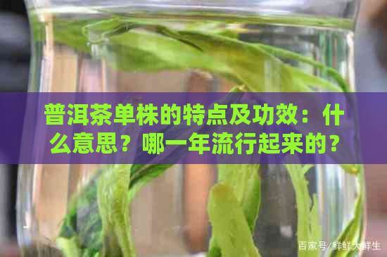 普洱茶单株的特点及功效：什么意思？哪一年流行起来的？