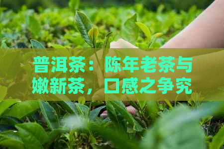 普洱茶：陈年老茶与嫩新茶，口感之争究竟如何？