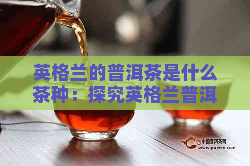 英格兰的普洱茶是什么茶种：探究英格兰普洱茶的种类和特点