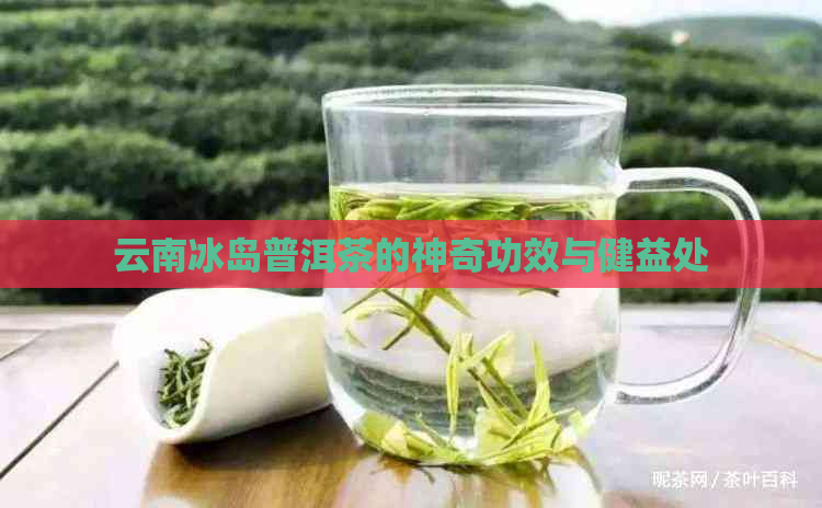 云南冰岛普洱茶的神奇功效与健益处