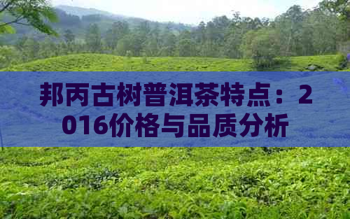 邦丙古树普洱茶特点：2016价格与品质分析