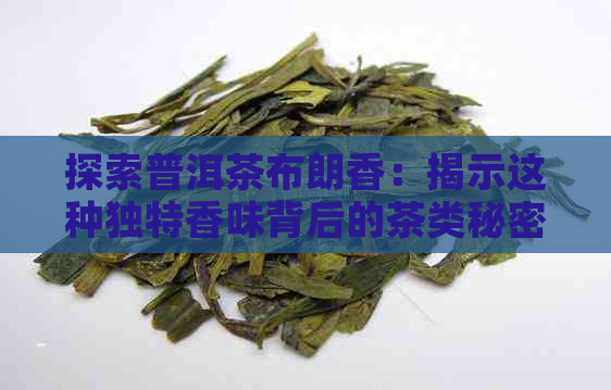 探索普洱茶布朗香：揭示这种独特香味背后的茶类秘密