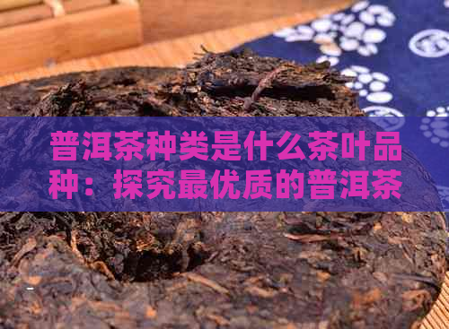 普洱茶种类是什么茶叶品种：探究更优质的普洱茶来源