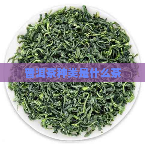 普洱茶种类是什么茶