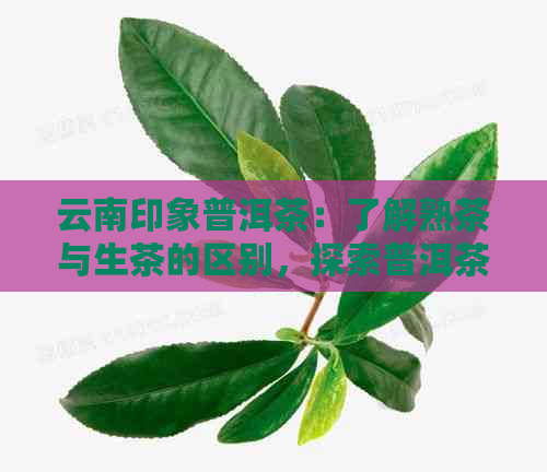 云南印象普洱茶：了解熟茶与生茶的区别，探索普洱茶的魅力与品鉴方法