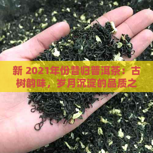 新 2021年份昔归普洱茶：古树韵味，岁月沉淀的品质之选