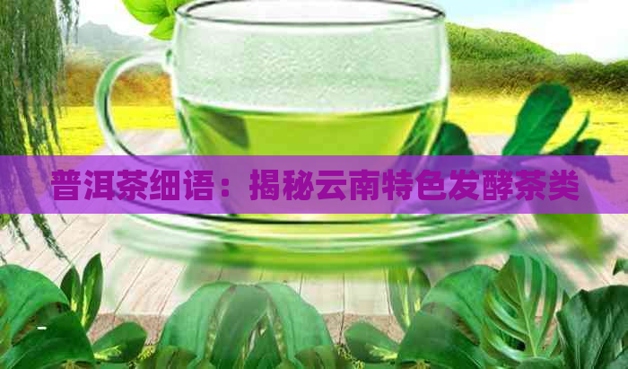 普洱茶细语：揭秘云南特色发酵茶类