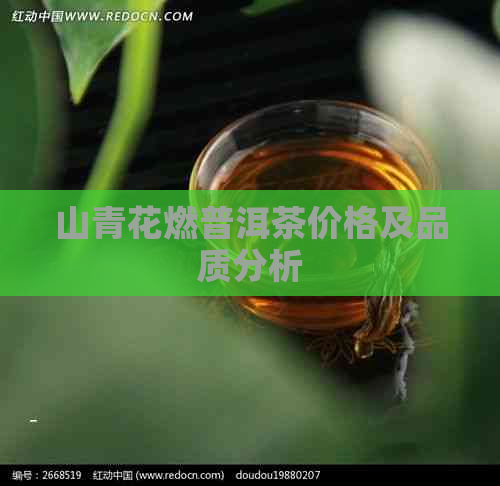 山青花燃普洱茶价格及品质分析