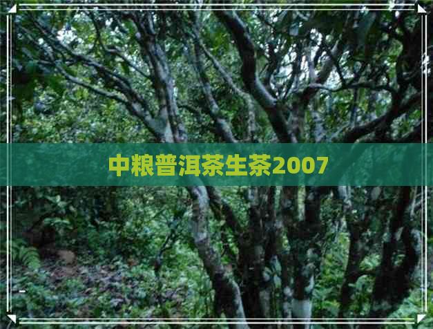 中粮普洱茶生茶2007