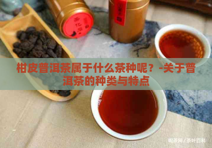 柑皮普洱茶属于什么茶种呢？-关于普洱茶的种类与特点