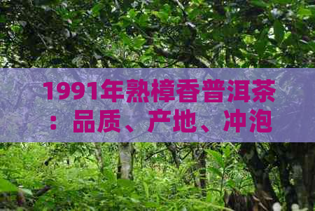 1991年熟樟香普洱茶：品质、产地、冲泡方法与口感全面解析