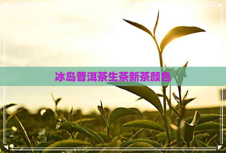 冰岛普洱茶生茶新茶颜色