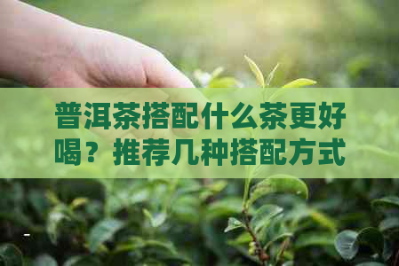 普洱茶搭配什么茶更好喝？推荐几种搭配方式