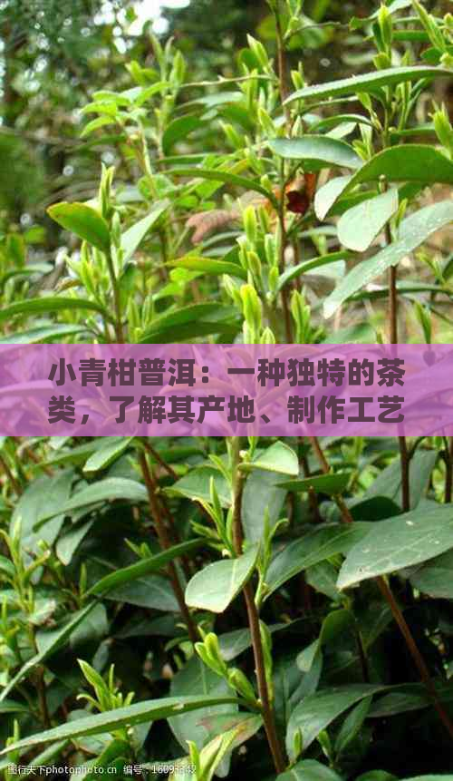 小青柑普洱：一种独特的茶类，了解其产地、制作工艺及口感等全方位信息