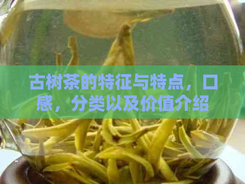 古树茶的特征与特点，口感，分类以及价值介绍