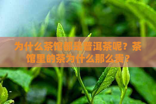 为什么茶馆都是普洱茶呢？茶馆里的茶为什么那么贵？