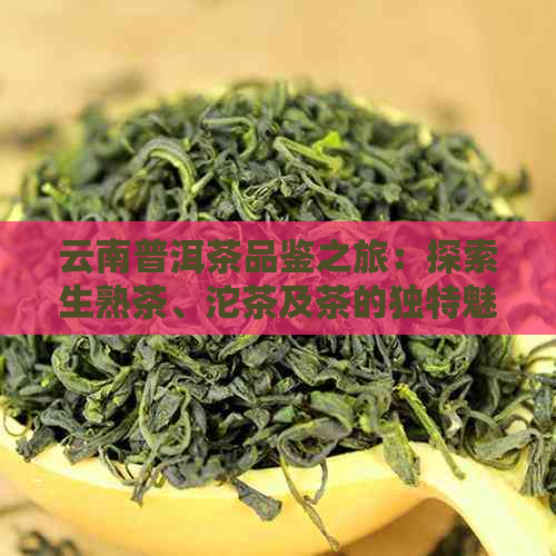 云南普洱茶品鉴之旅：探索生熟茶、沱茶及茶的独特魅力