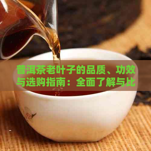 普洱茶老叶子的品质、功效与选购指南：全面了解与比较