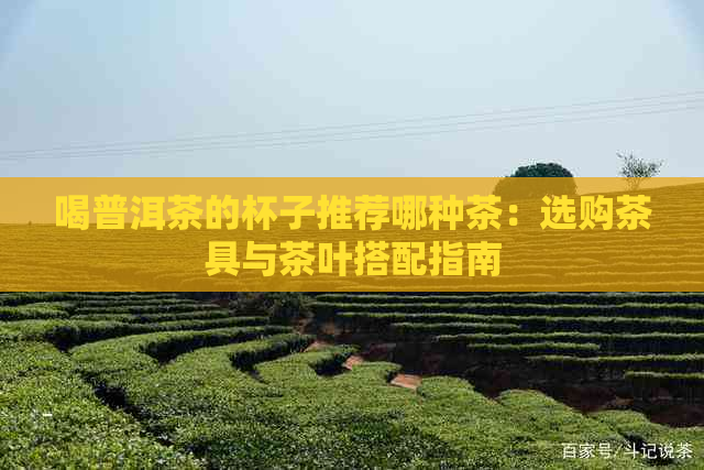 喝普洱茶的杯子推荐哪种茶：选购茶具与茶叶搭配指南