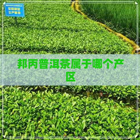 邦丙普洱茶属于哪个产区