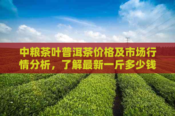 中粮茶叶普洱茶价格及市场行情分析，了解最新一斤多少钱