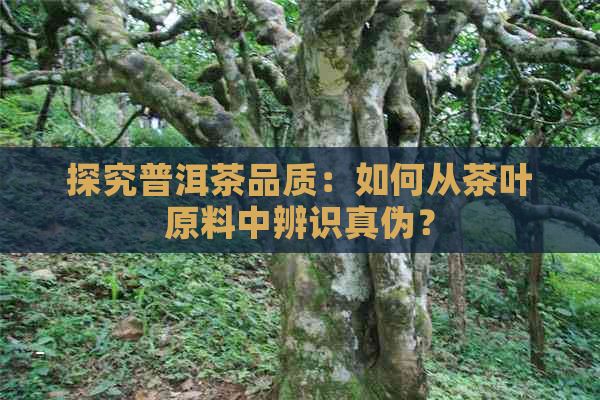 探究普洱茶品质：如何从茶叶原料中辨识真伪？