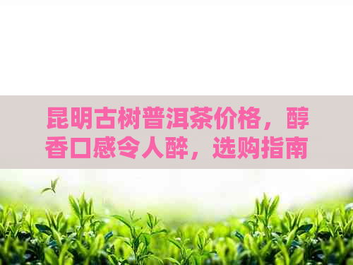 昆明古树普洱茶价格，醇香口感令人醉，选购指南一应俱全